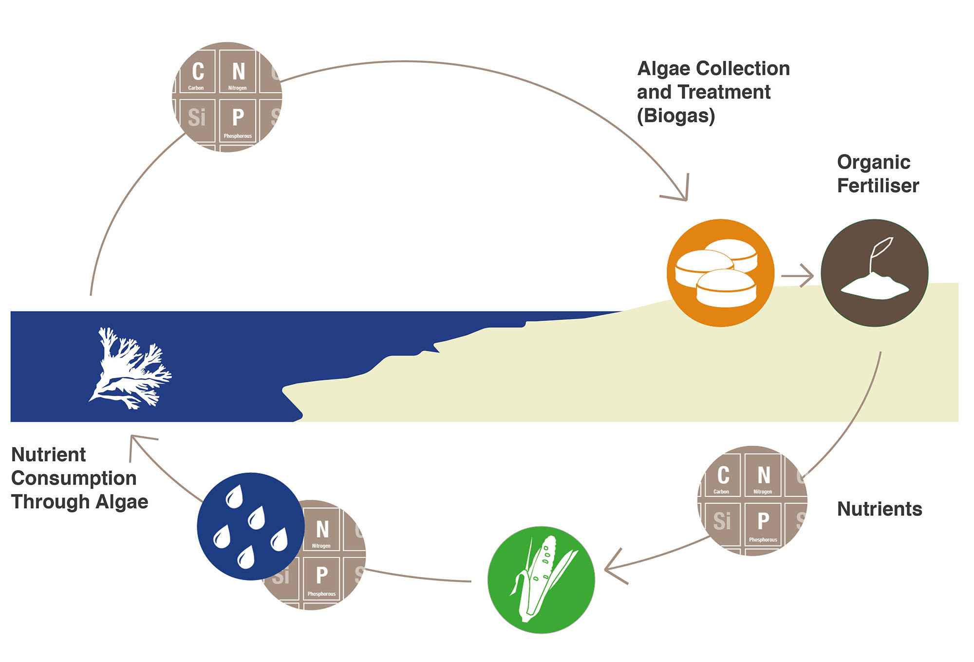 Nutrient Cycle